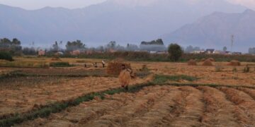 HARUD HARVEST