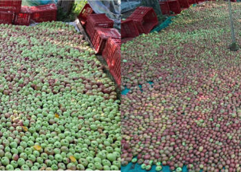 Use of synthetic dyes on Kashmir apples raises food-safety concerns