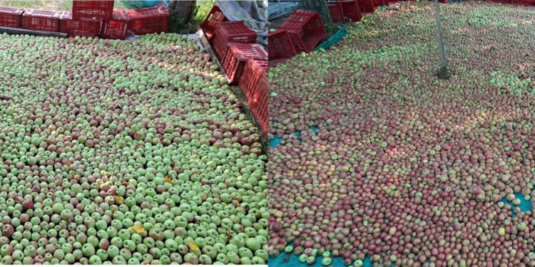 Use of synthetic dyes on Kashmir apples raises food-safety concerns