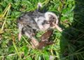 Dead rat found in water supply pipeline in Tangmarg, locals raise safety concerns