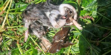 Dead rat found in water supply pipeline in Tangmarg, locals raise safety concerns