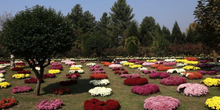 Kashmir’s autumn gets a floral attraction with Chrysanthemum Garden