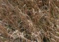 Suspected rice blast, hailstorms hit paddy crop in Baramulla
