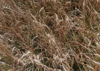 Suspected rice blast, hailstorms hit paddy crop in Baramulla