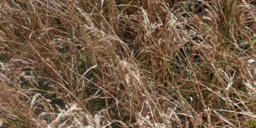 Suspected rice blast, hailstorms hit paddy crop in Baramulla