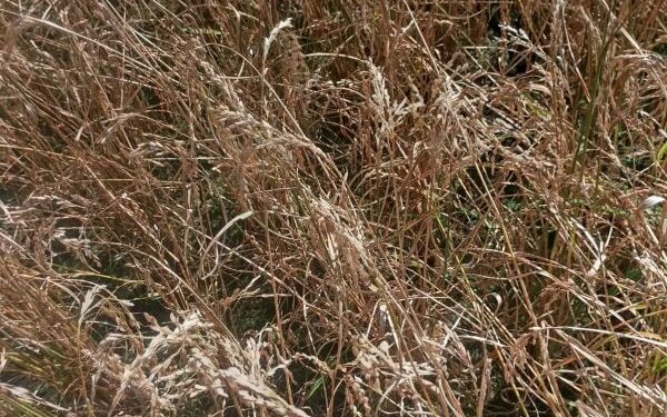 Suspected rice blast, hailstorms hit paddy crop in Baramulla