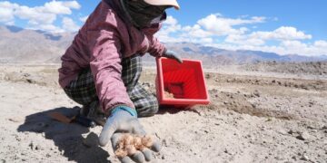 Pilot saffron cultivation begins in Ladakh